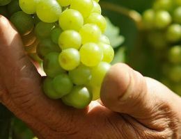 Immagine 2 di COLLI EUGANEI MOSCATO BIANCO D.O.C. AROMA 2.0