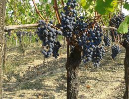 Immagine 4 di C.O.F. ROSSO DEL GNEMIZ D.O.C.