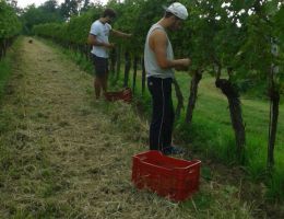 Immagine 5 di C.O.F. ROSSO DEL GNEMIZ D.O.C.