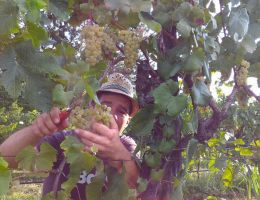 Immagine 2 di VENEZIA GIULIA AMPHOREUS MALVASIA D.O.C.