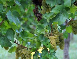 Immagine 2 di LUGANA RISERVA D.O.C. MOLCEO