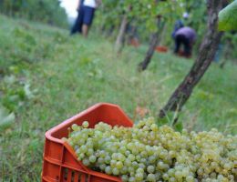 Immagine 3 di LUGANA RISERVA D.O.C. MOLCEO