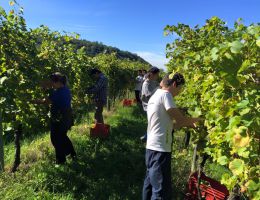 Immagine 2 di C.O.F SCHIOPPETTINO D.O.C. RONCHI DI GIALLA