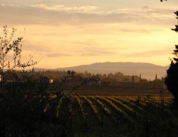 Immagine 2 di AMARONE DELLA VALPOLICELLA CLASSICO D.O.C.G. VIGNETI VILLABELLA