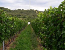 Immagine 3 di AMARONE DELLA VALPOLICELLA CLASSICO D.O.C.G. VIGNETI VILLABELLA