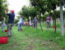 Immagine 4 di VALPOLICELLA CLASSICO SUPERIORE D.O.C.