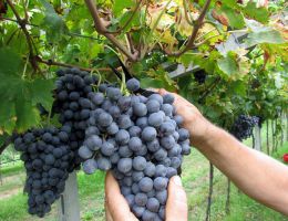 Immagine 5 di VALPOLICELLA CLASSICO SUPERIORE D.O.C.