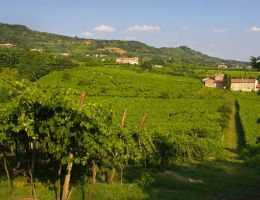 Immagine 2 di RECIOTO DI SOAVE D.O.C.G. INCANTO