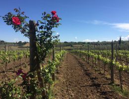 Immagine 4 di FRASCATI D.O.C.G. SUPERIORE BIO ABELOS