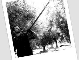 Immagine 1 di OLIO EXTRAVERGINE DI OLIVA D.O.P.COLLINE PONTINE