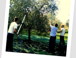 Immagine 3 di OLIO EXTRAVERGINE DI OLIVA D.O.P.COLLINE PONTINE