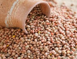 Immagine 2 di LENTICCHIA DI CASCIA