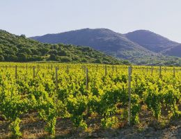 Immagine 2 di FRASCATI D.O.C.G. POGGIO VERDE