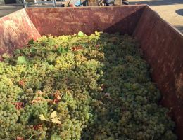 Immagine 3 di FRASCATI D.O.C.G. POGGIO VERDE