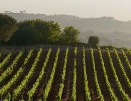 Immagine 4 di FRASCATI D.O.C.G. POGGIO VERDE