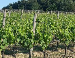 Immagine 3 di LAZIO INCROCIO MANZONI I.G.P. ZEFIRO