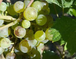 Immagine 5 di LAZIO INCROCIO MANZONI I.G.P. ZEFIRO