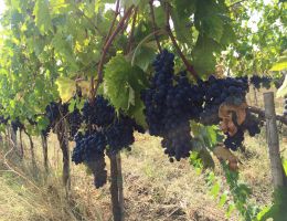 Immagine 2 di LAZIO VIOLONE I.G.P. GOCCE VIGNETO CIPOLLETTA