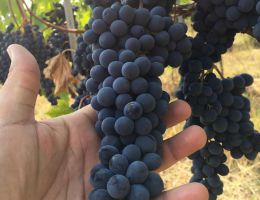 Immagine 3 di LAZIO VIOLONE I.G.P. GOCCE VIGNETO CIPOLLETTA