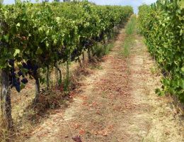 Immagine 4 di LAZIO VIOLONE I.G.P. GOCCE VIGNETO CIPOLLETTA