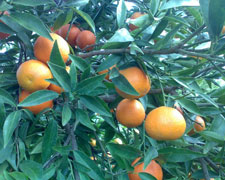 Immagine 1 di Clementine senza semi di Corigliano