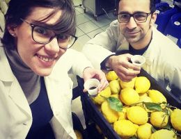 Immagine 4 di LIQUORE DI LIMONE AMALFICELLO