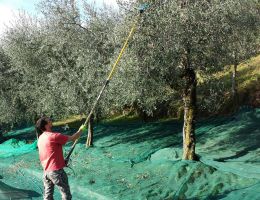 Immagine 2 di OLIO EXTRAVERGINE DI OLIVA BIO BLEND DI QUALITA' SUPERIORE OLEIFICIO TURNARIA