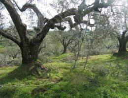 Immagine 3 di OLIO EXTRA VERGINE DI OLIVA BIO D.O.P. TUSCIA