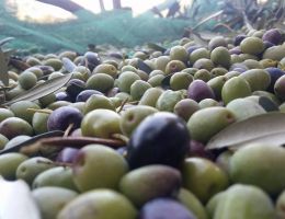 Immagine 3 di OLIO EXTRAVERGINE DI OLIVA D.O.P. PENISOLA SORRENTINA CATEGORIA SUPERIORE