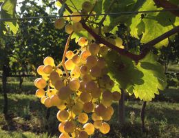 Immagine 3 di CUSTOZA SUPERIORE D.O.C. AMEDEO