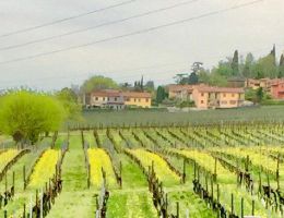 Immagine 4 di CUSTOZA SUPERIORE D.O.C. AMEDEO