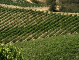 Immagine 4 di CA' VITI ORVIETO CLASSICO SUPERIORE D.O.C.