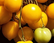 Immagine 1 di POMODORINO DEL PIENNOLO GIALLO