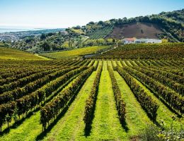 Immagine 3 di MONTEPULCIANO D'ABRUZZO COLLINE TERAMANE D.O.C.G. POLIFEMO