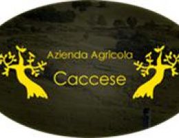 Immagine 3 di OLIO EXTRAVERGINE DI OLIVA CULTIVAR ORTICE DI CATEGORIA SUPERIORE