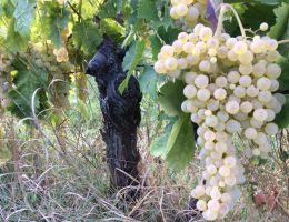 Immagine 3 di VIGNAVECCHIA TREBBIANO UMBRIA I.G.T. CANTINA ZANCHI