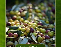 Immagine 3 di OLIO EXTRAVERGINE DI OLIVA D.O.P. IRPINIA CULTIVAR RAVECE BIO CATEGORIA SUPERIORE