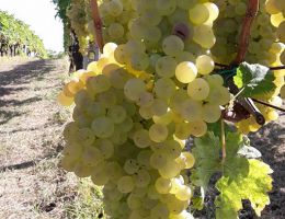 Immagine 2 di CHARDONNAY CONTROGUERRA D.O.C. COR DI LUNA