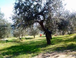 Immagine 4 di OLIO EXTRAVERGINE DI OLIVA CULTIVAR GENTILE DI CHIETI DON GIOVANNI