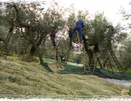 Immagine 4 di OLIO EXTRAVERGINE DI OLIVA D.O.P. COLLI ASSISI SPOLETO CULTIVAR MORAIOLO CATEGORIA SUPERIORE