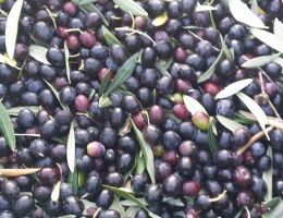 Immagine 5 di OLIO EXTRAVERGINE DI OLIVA D.O.P. COLLI ASSISI SPOLETO CULTIVAR MORAIOLO CATEGORIA SUPERIORE