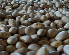 Immagine 1 di Fagiolo a Confetto di Acquaviva