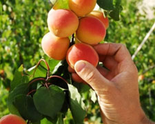 Immagine 2 di CONFETTURA DI ALBICOCCA DEL VESUVIO