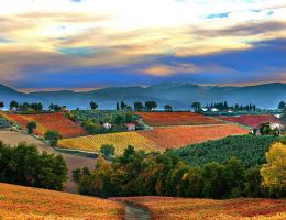 Immagine 3 di SAGRANTINO DI MONTEFALCO D.O.C.G. DELLA CIMA