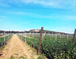 Immagine 4 di MONTEPULCIANO D'ABRUZZO COLLINE TERAMANE D.O.C.G. LA REGIA SPECULA