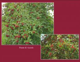 Immagine 2 di SVINNERE DI NONNA VELIA DI ORVIETO