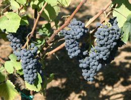 Immagine 3 di SUCANO I.G.T. ROSSO UMBRIA