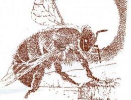 Immagine 4 di MIELE D'ARANCIO DELLA PENISOLA SORRENTINA