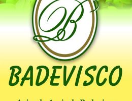 Immagine 4 di OLIO EXTRAVERGINE DI OLIVA CULTIVAR ITRANA CATEGORIA SUPERIORE