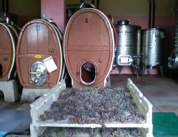 Immagine 2 di CILIEGIOLO I.G.T. ROSSO UMBRIA